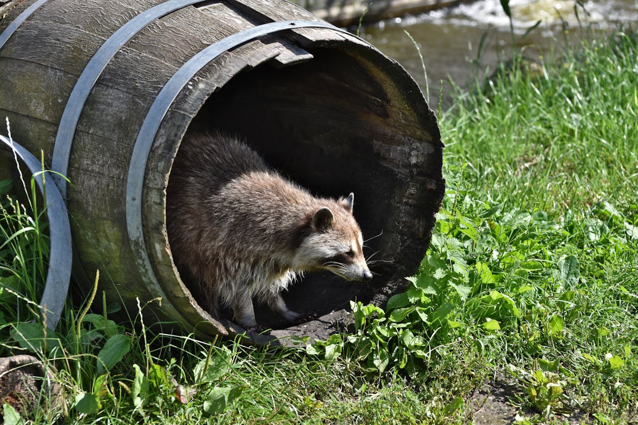 Raccoon emerging from a wooden barrel in a grassy outdoor area, natural habitat photography.